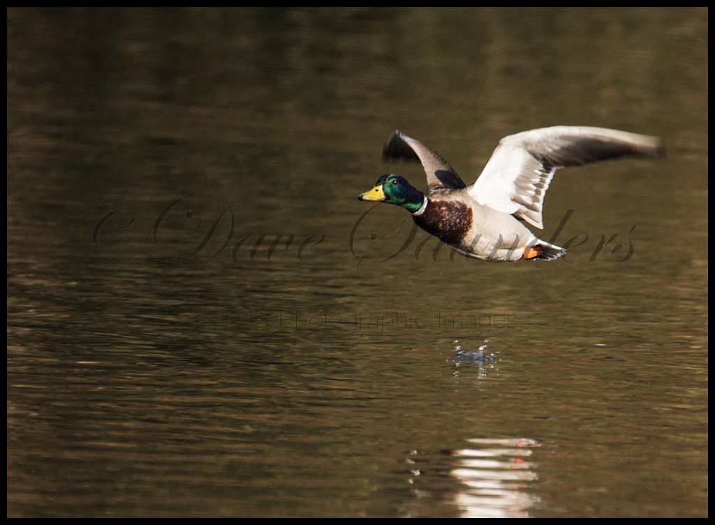 Mallard in Flight