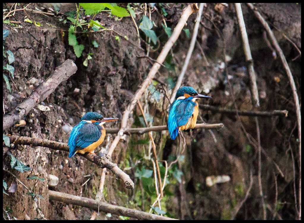 Kingfisher pair