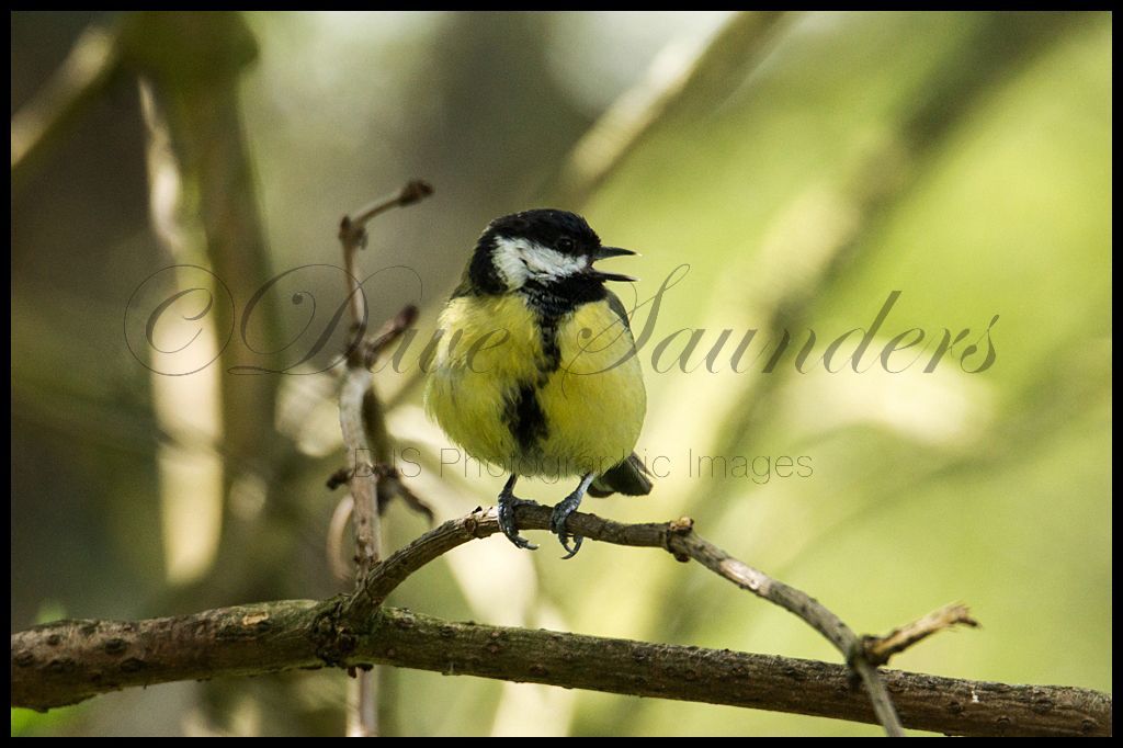 Singing Great Tit