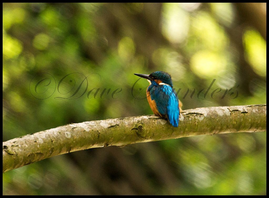 Male Kingfisher