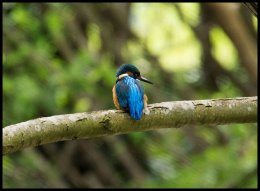Male Kingfisher