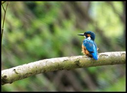 Male Kingfisher