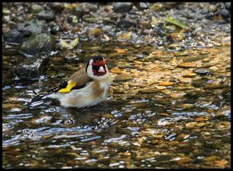 Goldfinch
