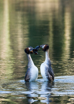 Great Crested Grebe mating dance