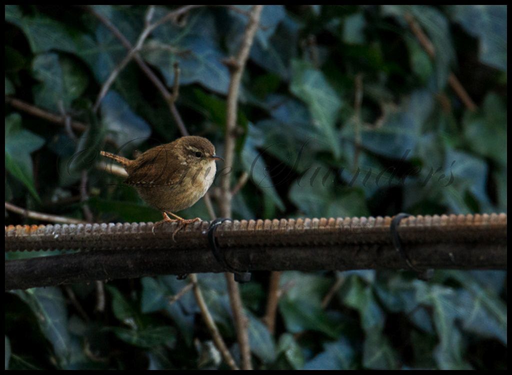 Wren