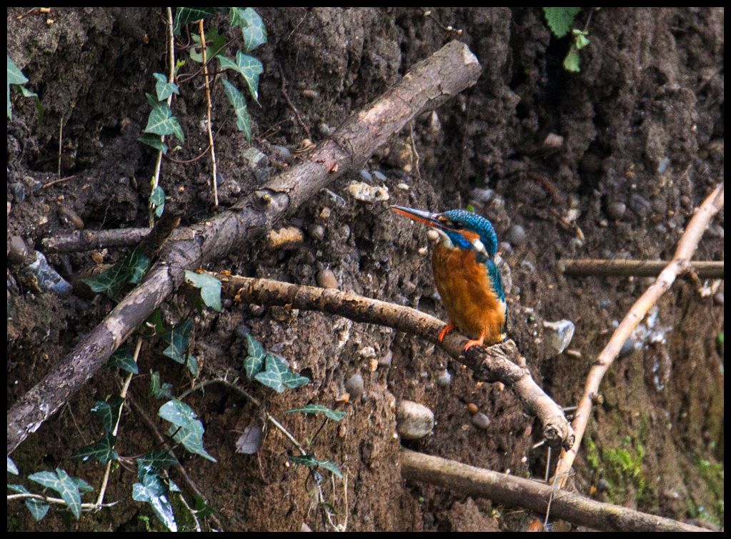 Female Kingfisher