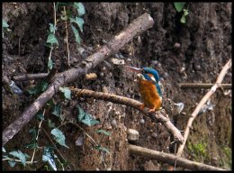 Female Kingfisher