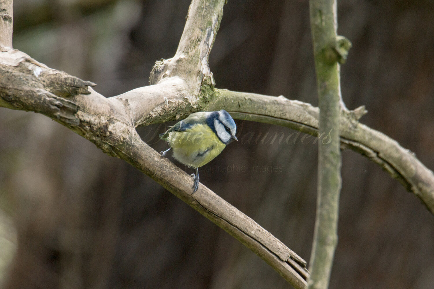 Blue Tit
