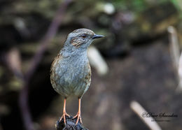 Dunnock