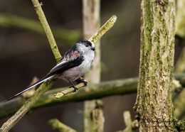 Long Tailed Tit