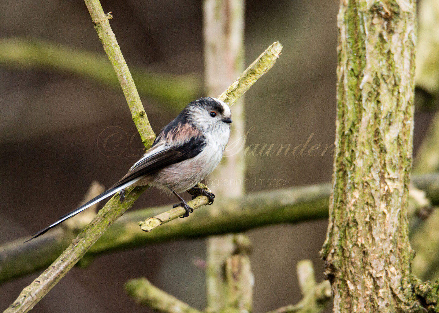 Long Tailed Tit