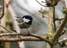 Coal Tit