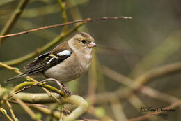 Chaffinch (Female)