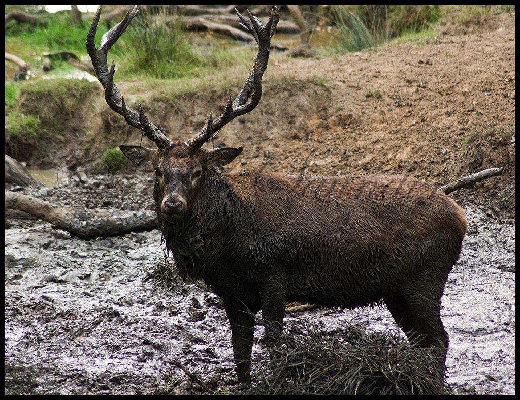 Mud bathng Stag