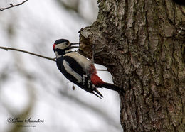 Great Spotted Woodpecker