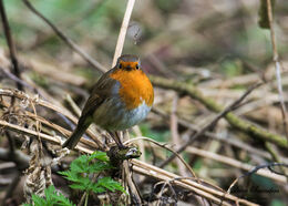 Robin