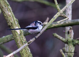 Long Tailed Tit