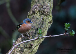 Chaffinch (Male)