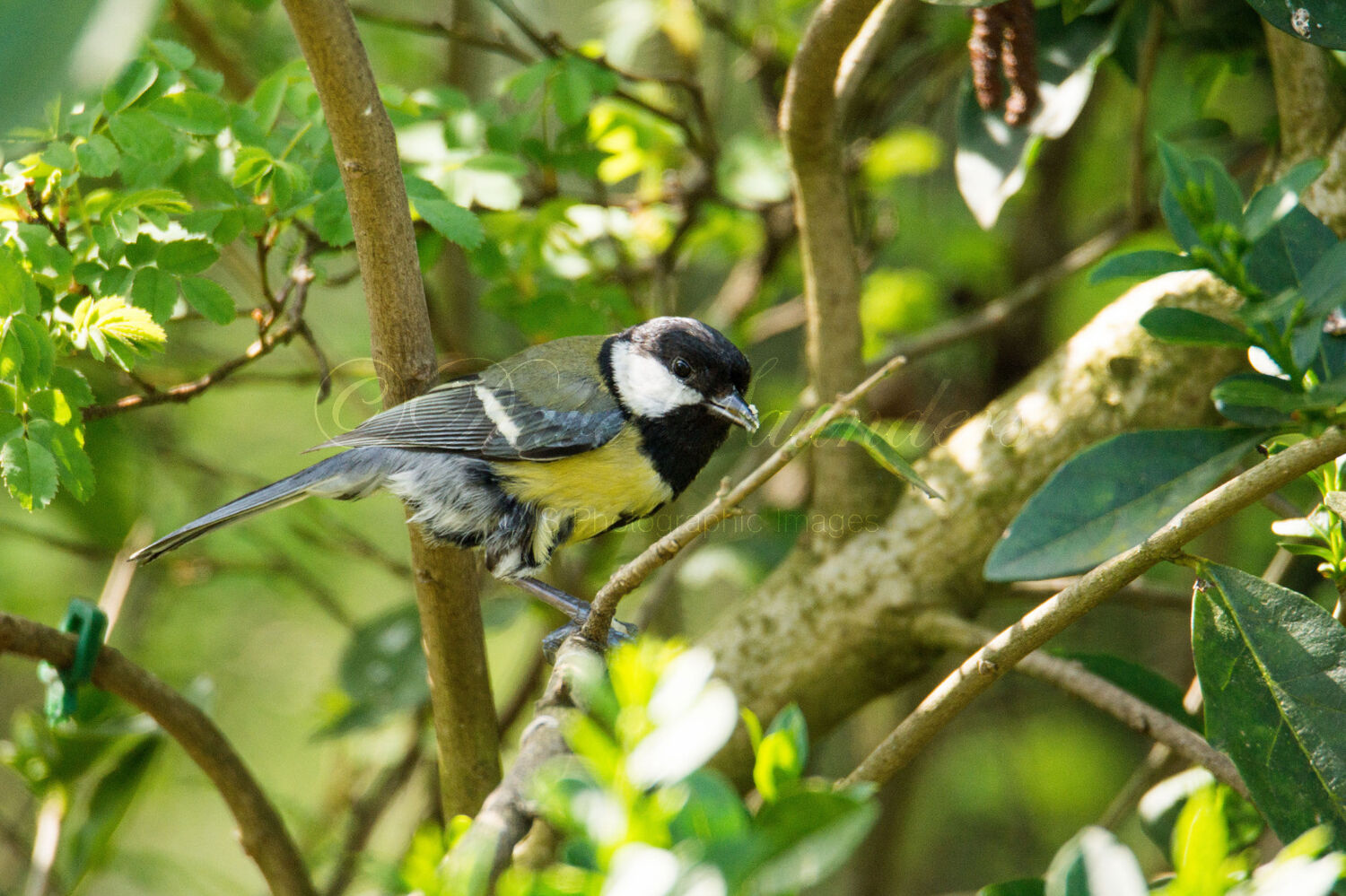 Great Tit