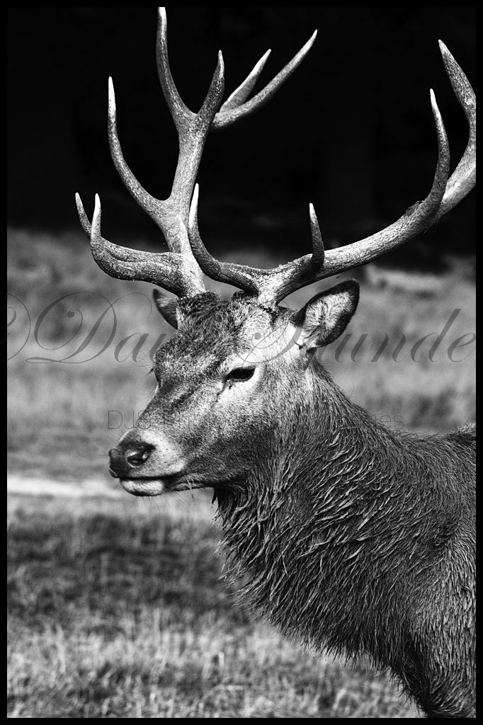 Red Deer Stag