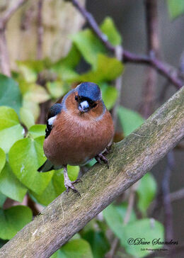 Chaffinch (Male)