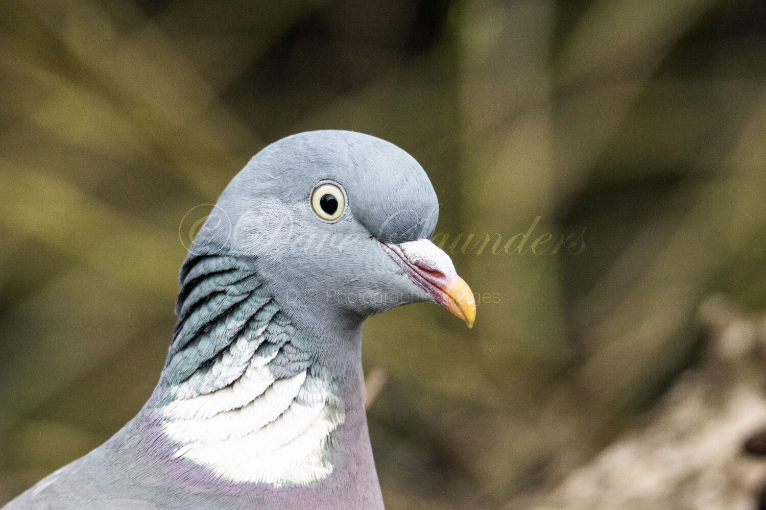 Wood Pigeon