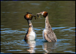 Great Crested Grebe mating dance