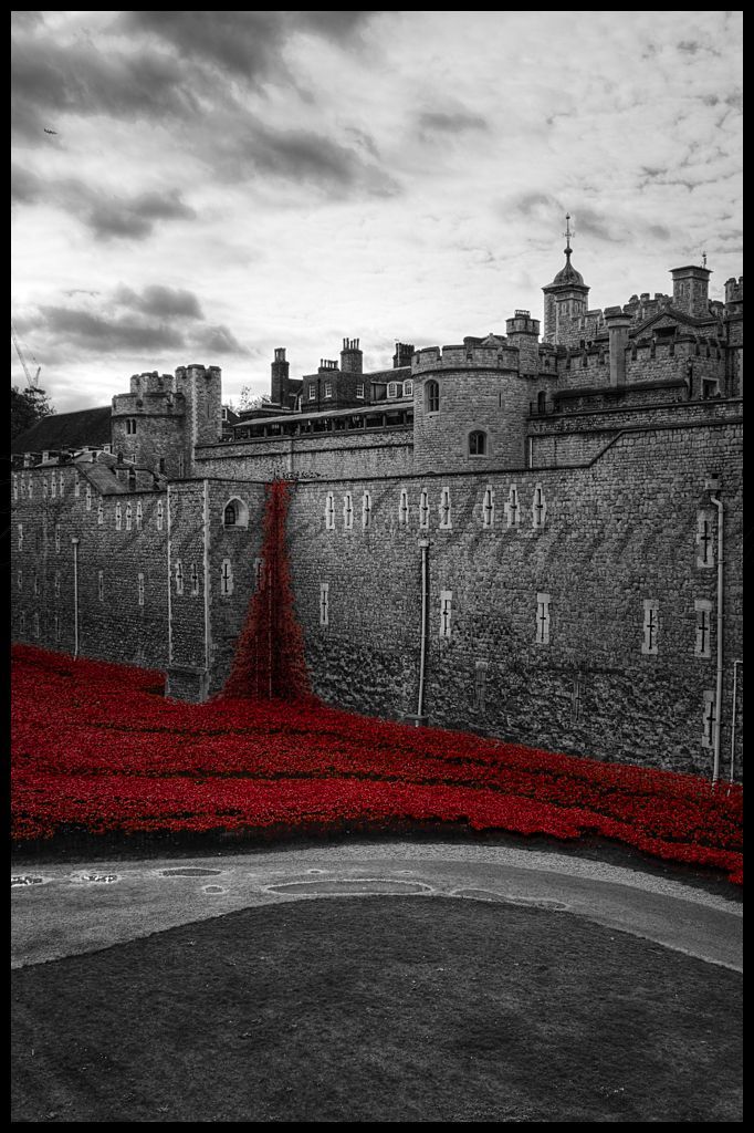 Tower of London Poppies