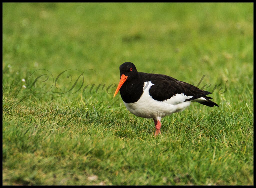 Oyster Catcher
