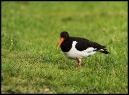 Oyster Catcher