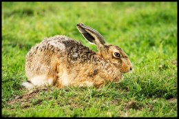 Brown Hare