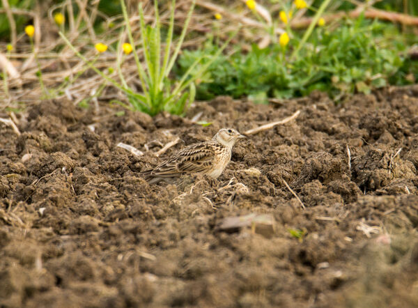 Corn Bunting