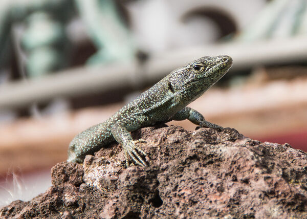Madeiran Wall Lizard