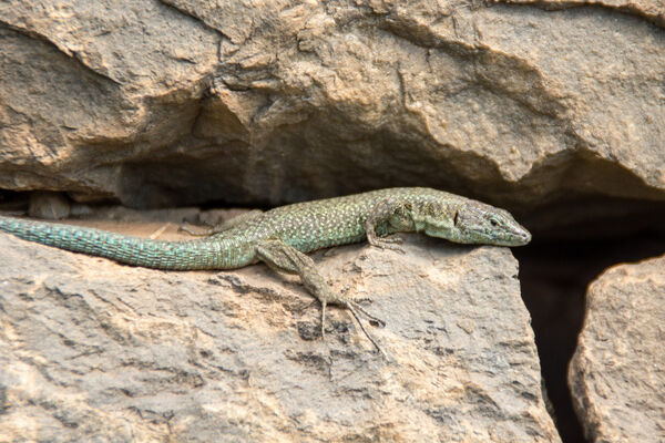Madeiran Wall Lizard