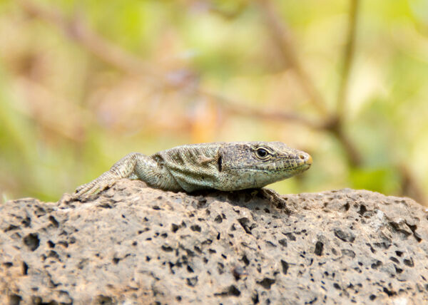 Madeiran Wall Lizard