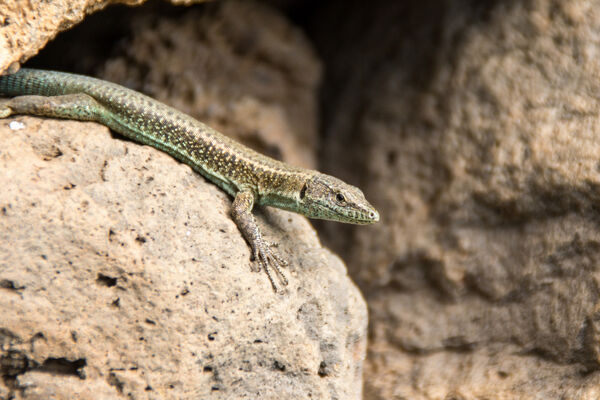 Madeiran Wall Lizard