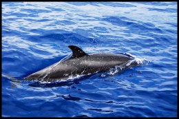 Atlantic Spotted Dolphin