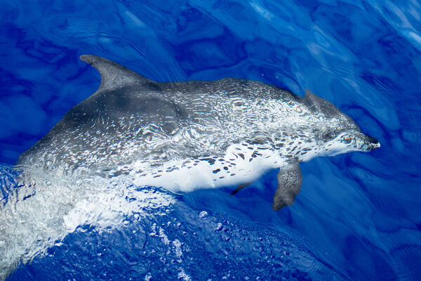 Atlantic Spotted Dolphin