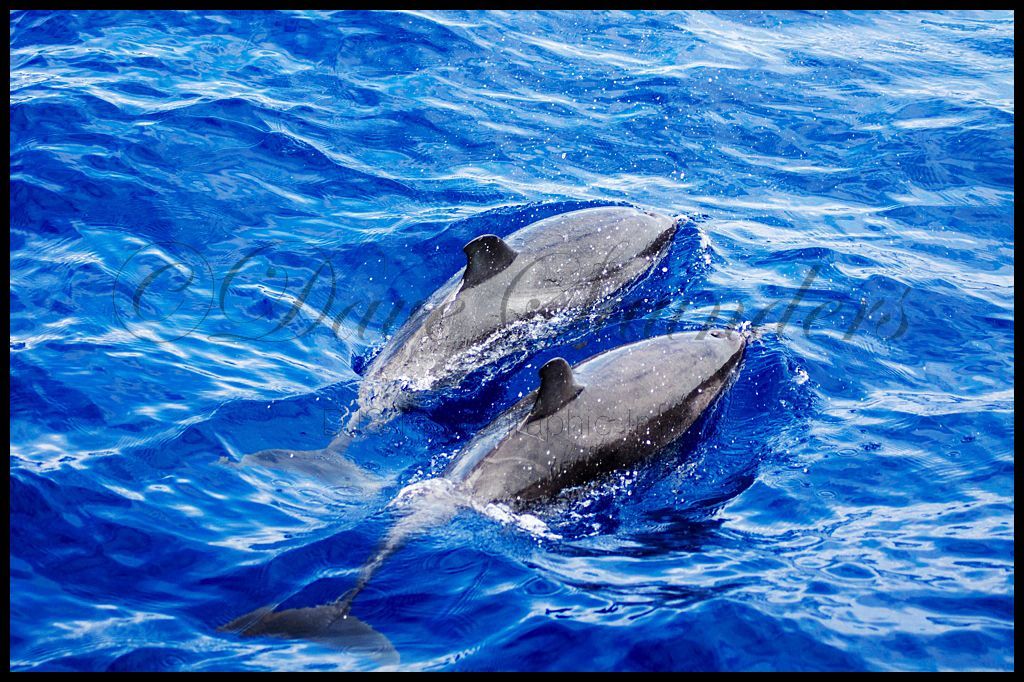 Atlantic Spotted Dolphins