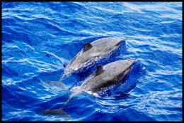 Atlantic Spotted Dolphins