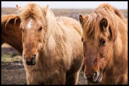 Icelandic Horses