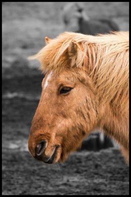 Icelandic Horse