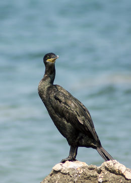 Cormorant