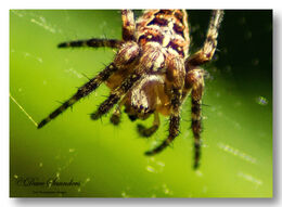 Garden Spider