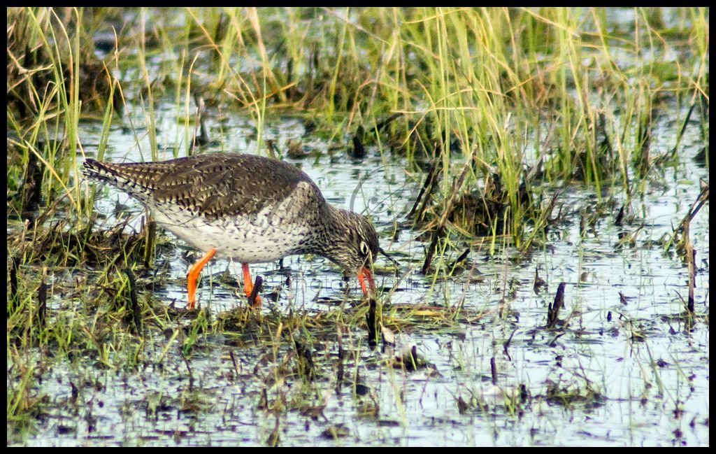 Red Shank