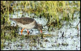 Red Shank