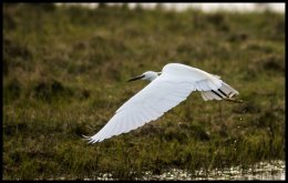 Egret in flight