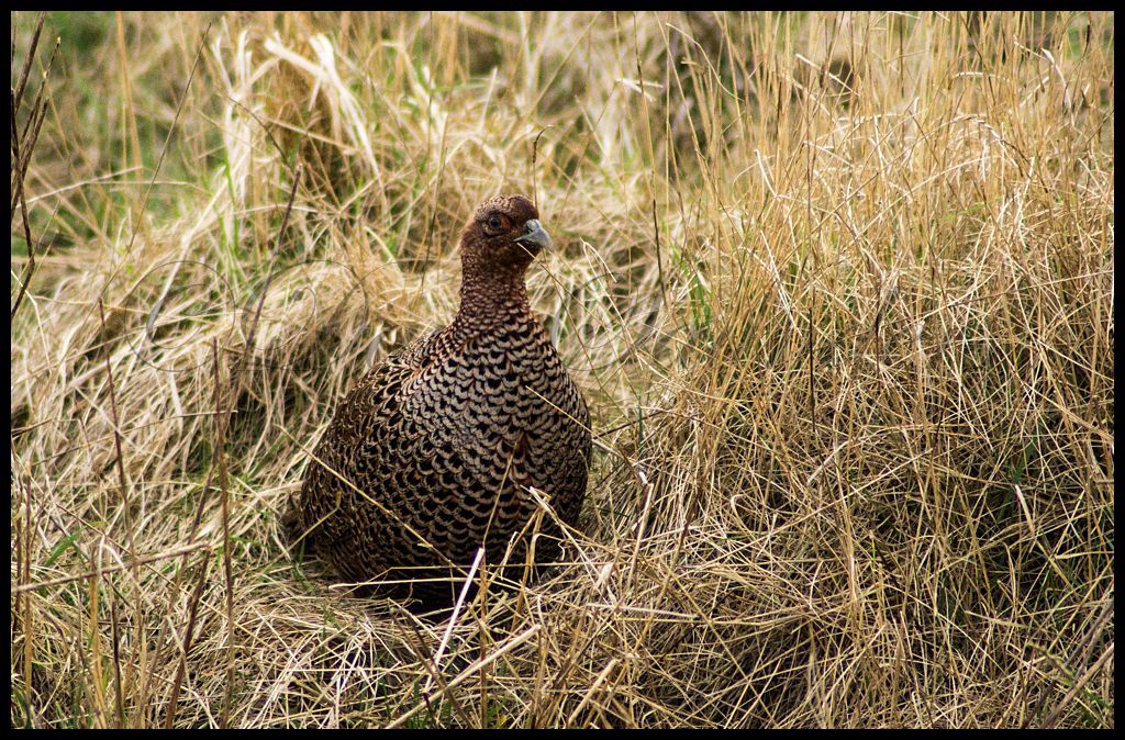 Female Pheasant