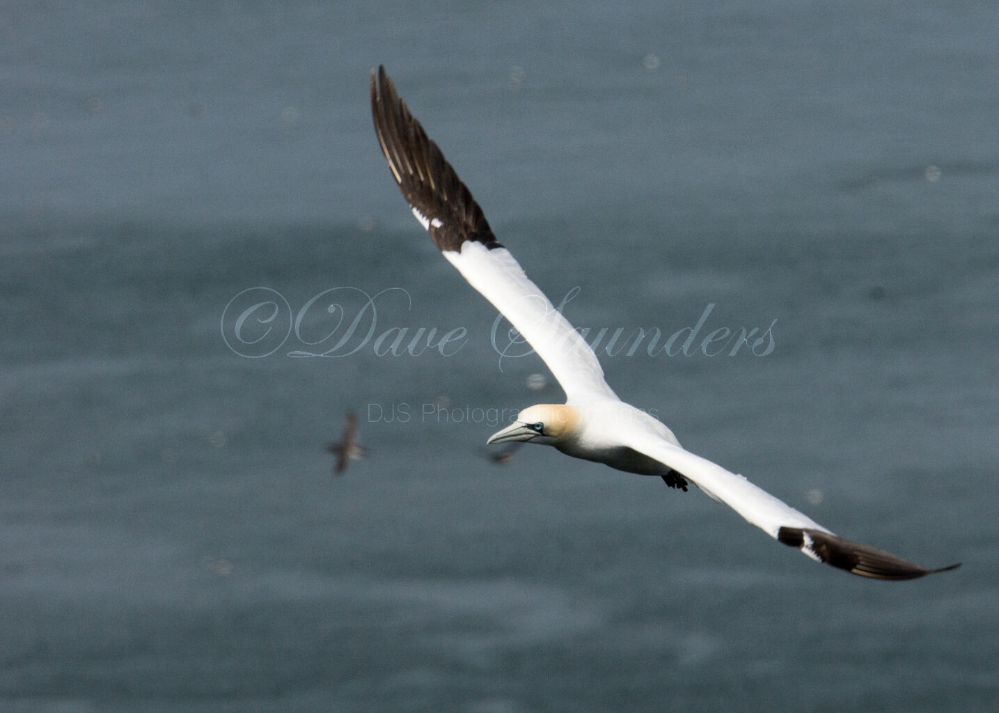 Gannet flight