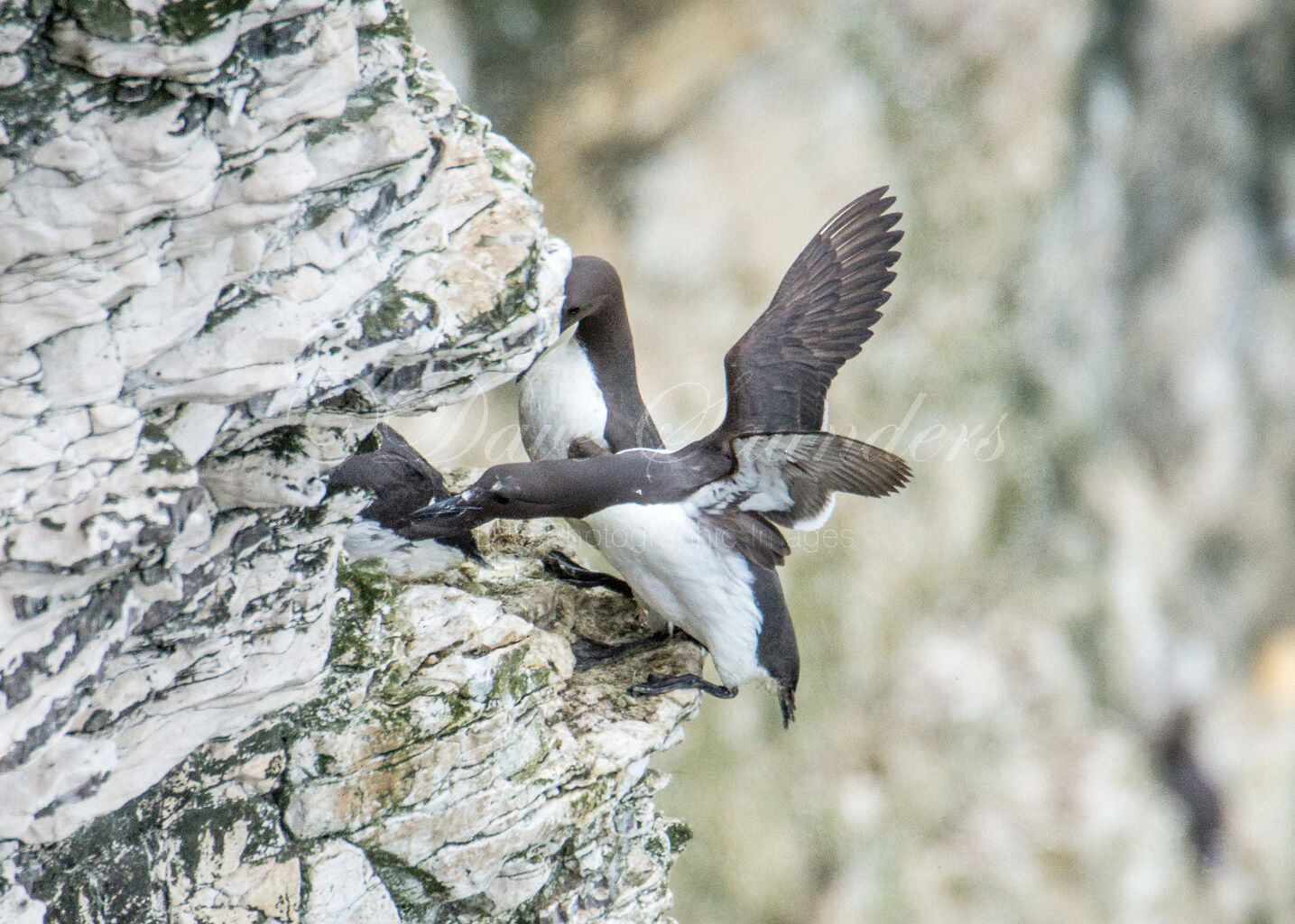Guillemot